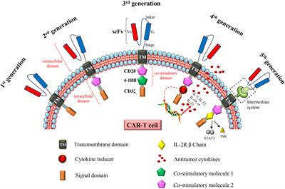 Revolutionizing cancer treatment: enhancing CAR-T cell therapy with CRISPR/Cas9 gene editing technology